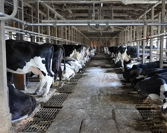 牧場管理について サンケイブリード は石川県河北郡内灘町で酪農 生乳生産をおこなっています